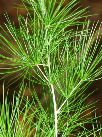 Asparagus retrofractus