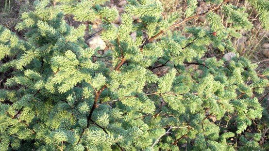 Asparagus rubicundus