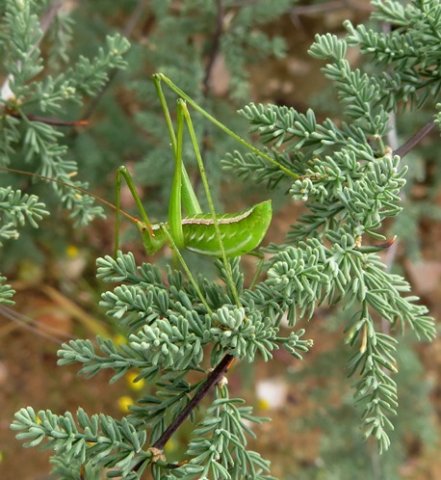 Asparagus rubicundus and katydid