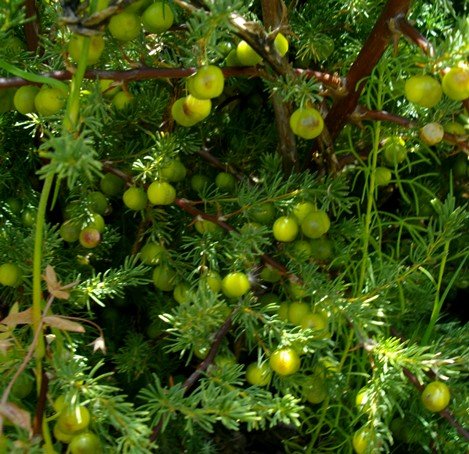 Asparagus rubicundus productive season