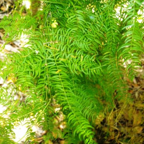 Asparagus scandens