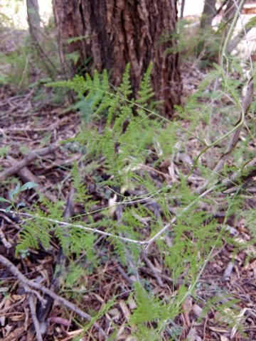 Asparagus setaceus &quot;leaves&quot;