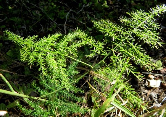Asparagus setaceus &quot;leaf&quot; structure