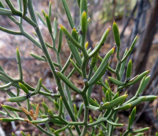 Asparagus striatus &quot;leaves&quot;