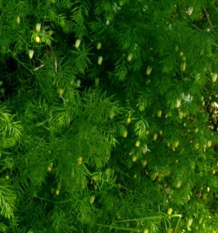 Asparagus declinatus being industrious