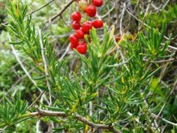 Asparagus aethiopicus