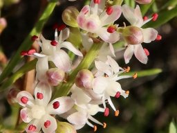 Asparagus aethiopicus floral details