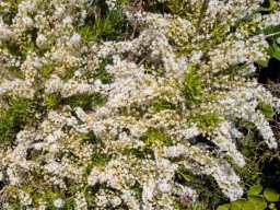 Asparagus aethiopicus floral fest