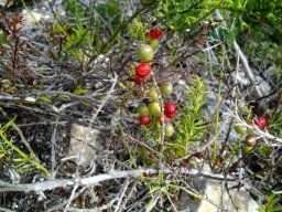 Asparagus aethiopicus stems, old and new