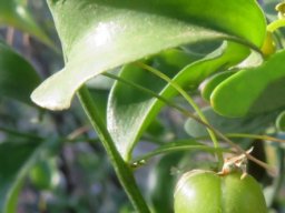 Asparagus asparagoides green fruit