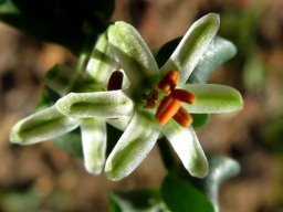 Asparagus asparagoides flower face