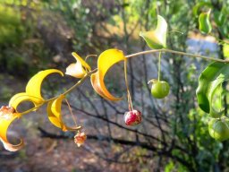 Asparagus asparagoides fruiting stages