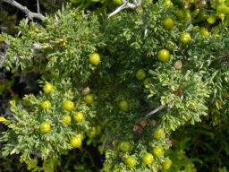 Asparagus capensis