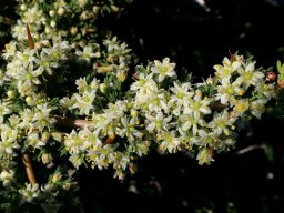 Asparagus capensis flowers