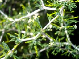 Asparagus capensis zigzag stems