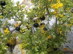 Asparagus capensis ripe fruit