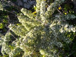 Asparagus capensis flowering