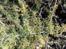 Asparagus capensis showing spines