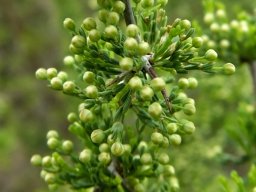 Asparagus capensis green and white buds