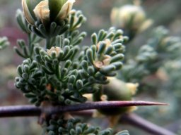 Asparagus capensis green fruit