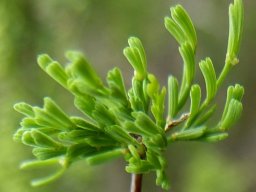 Asparagus capensis young cladodes