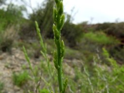 Asparagus capensis new shoot