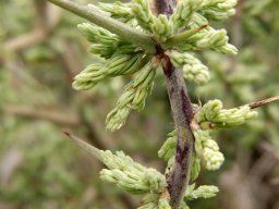 Asparagus capensis spine colours