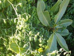 Asparagus declinatus into Sideroxylon inerme