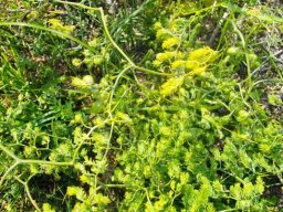 Asparagus declinatus
