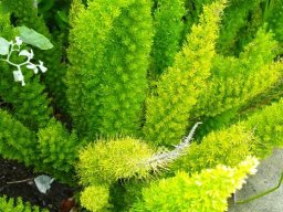 Asparagus densiflorus &quot;Meyersii&quot;