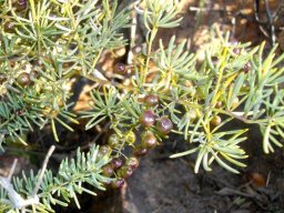 Asparagus densiflorus leaves and fruits