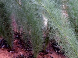 Asparagus juniperoides