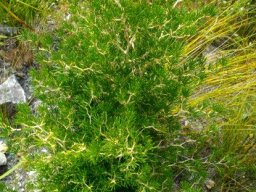 Asparagus lignosus
