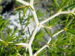Asparagus lignosus white stems grooved