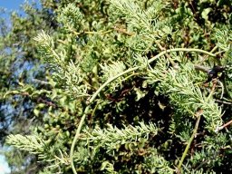 Asparagus mucronatus draped over Euclea undulata