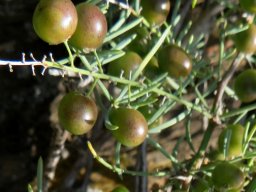 Asparagus multiflorus greenish fruits