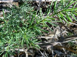 Asparagus multiflorus cladodes
