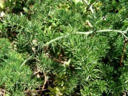 Asparagus racemosus