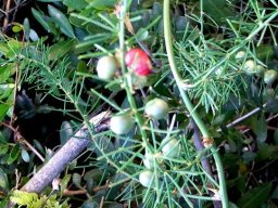 Asparagus racemosus fruit