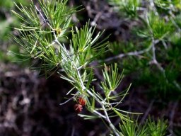 Asparagus retrofractus bearing fruit