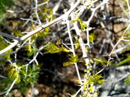 Asparagus retrofractus hosting an ant