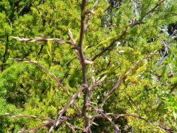 Asparagus rubicundus branch beginnings
