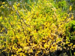 Asparagus rubicundus at Salmondsdam