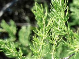 Asparagus rubicundus new growth