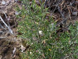 Asparagus striatus young plant
