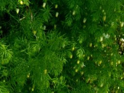 Asparagus declinatus being industrious