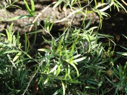 Asparagus falcatus leaves 