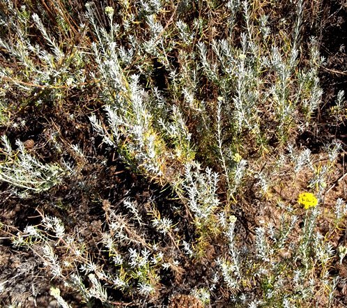 Athanasia filiformis