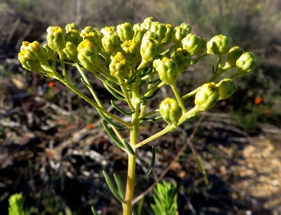 Athanasia flexuosa inflorescence