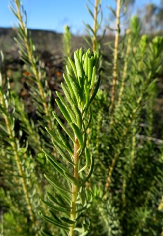 Athanasia flexuosa leaves